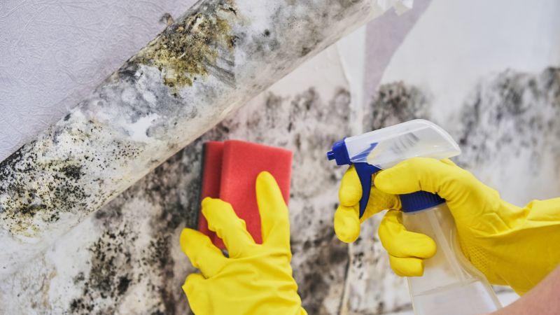 Attic Mold Removal in Dallas, TX