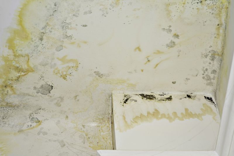 Basement Mold Removal in Dallas, TX