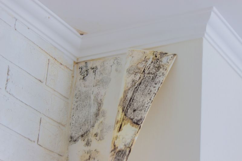 Black Mold Remediation in Frisco, TX