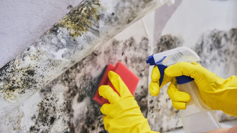 Black Mold Remediation in West Palm Beach, FL