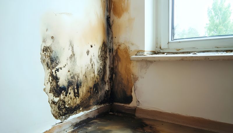 Ceiling Mold Removal in Fort Lauderdale, FL