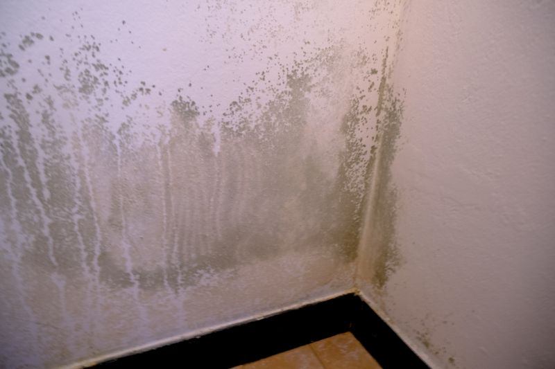 Mold Treatment Service in Dallas, TX