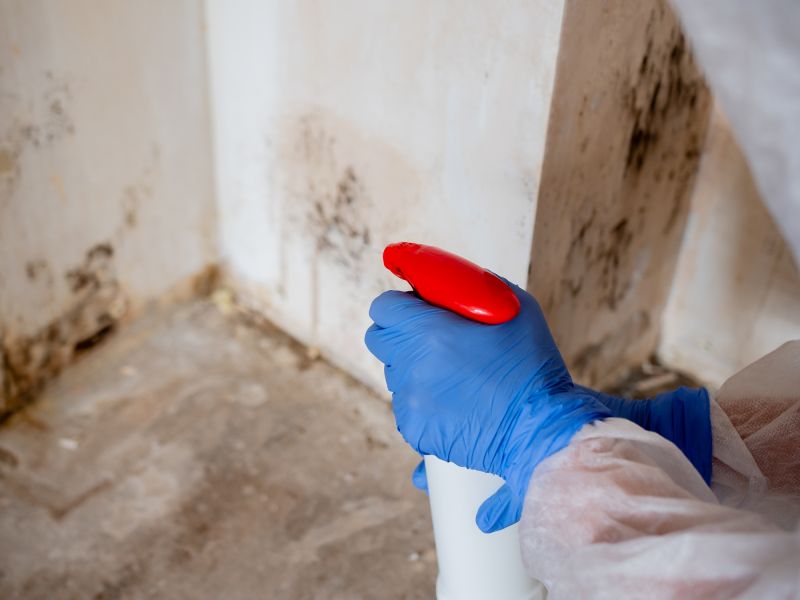Mold Remediation Service in Dallas, TX